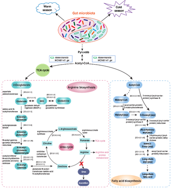 图3. Akkermansis 和WCHB1-41细菌精氨酸和脂肪酸合成代谢通路.png