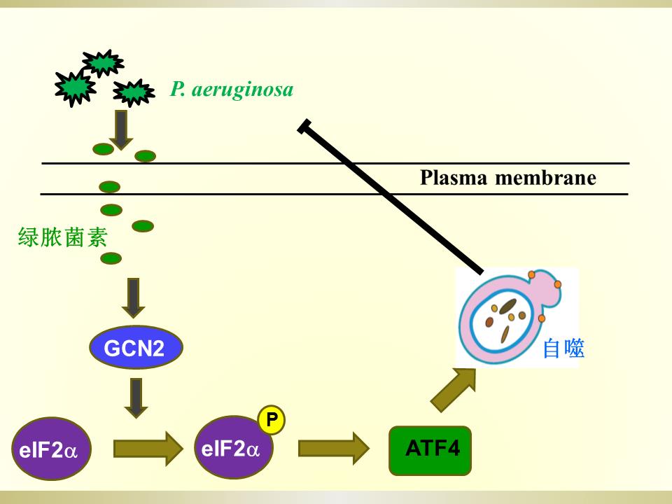 铜绿假单胞菌分泌的绿脓菌素激活自噬与病原菌适应宿主的研究.jpg