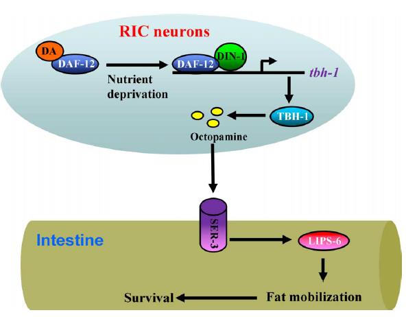 章鱼胺调节脂肪代谢对饥饿的适应性机制.jpg